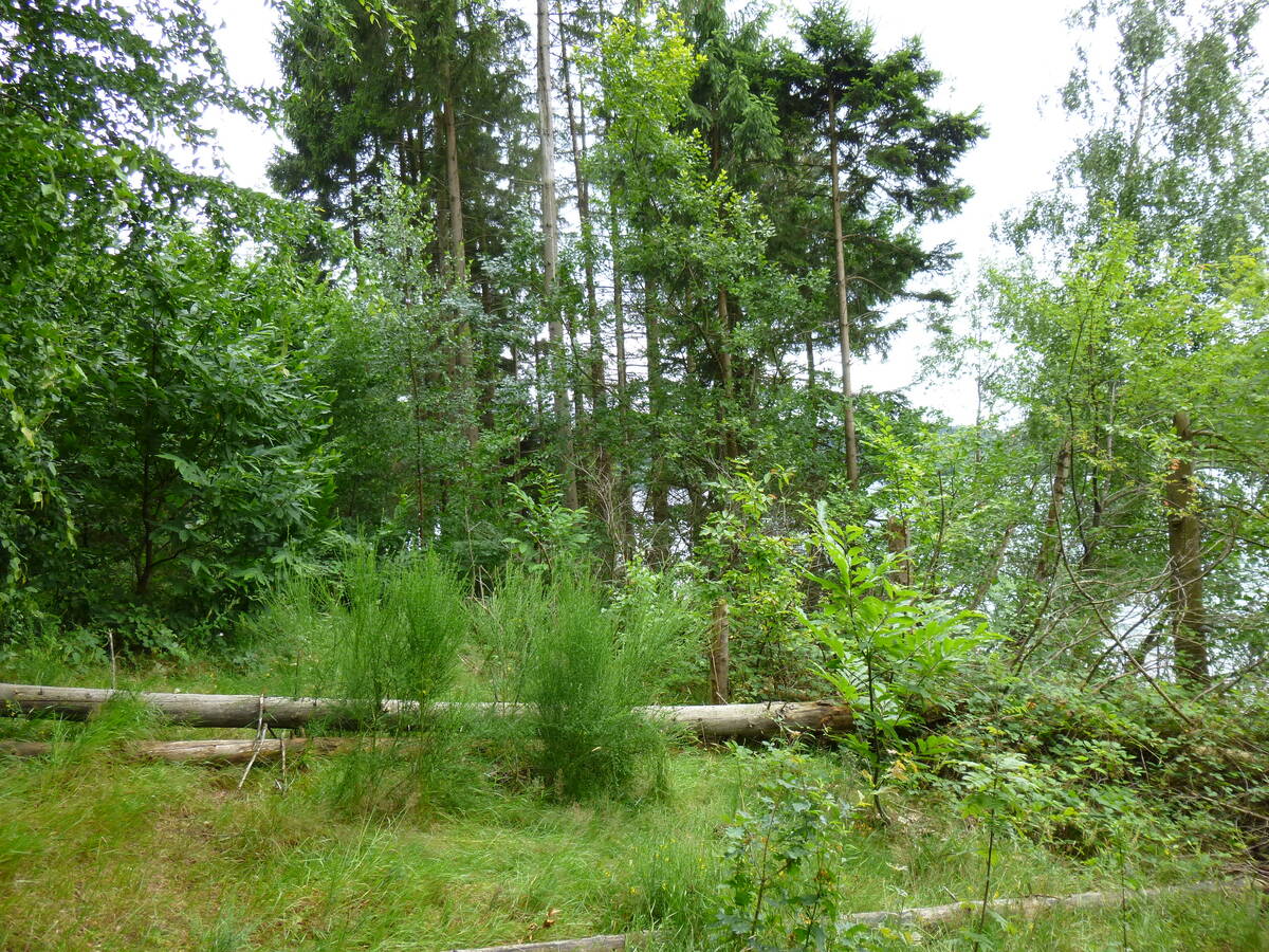 Left Image